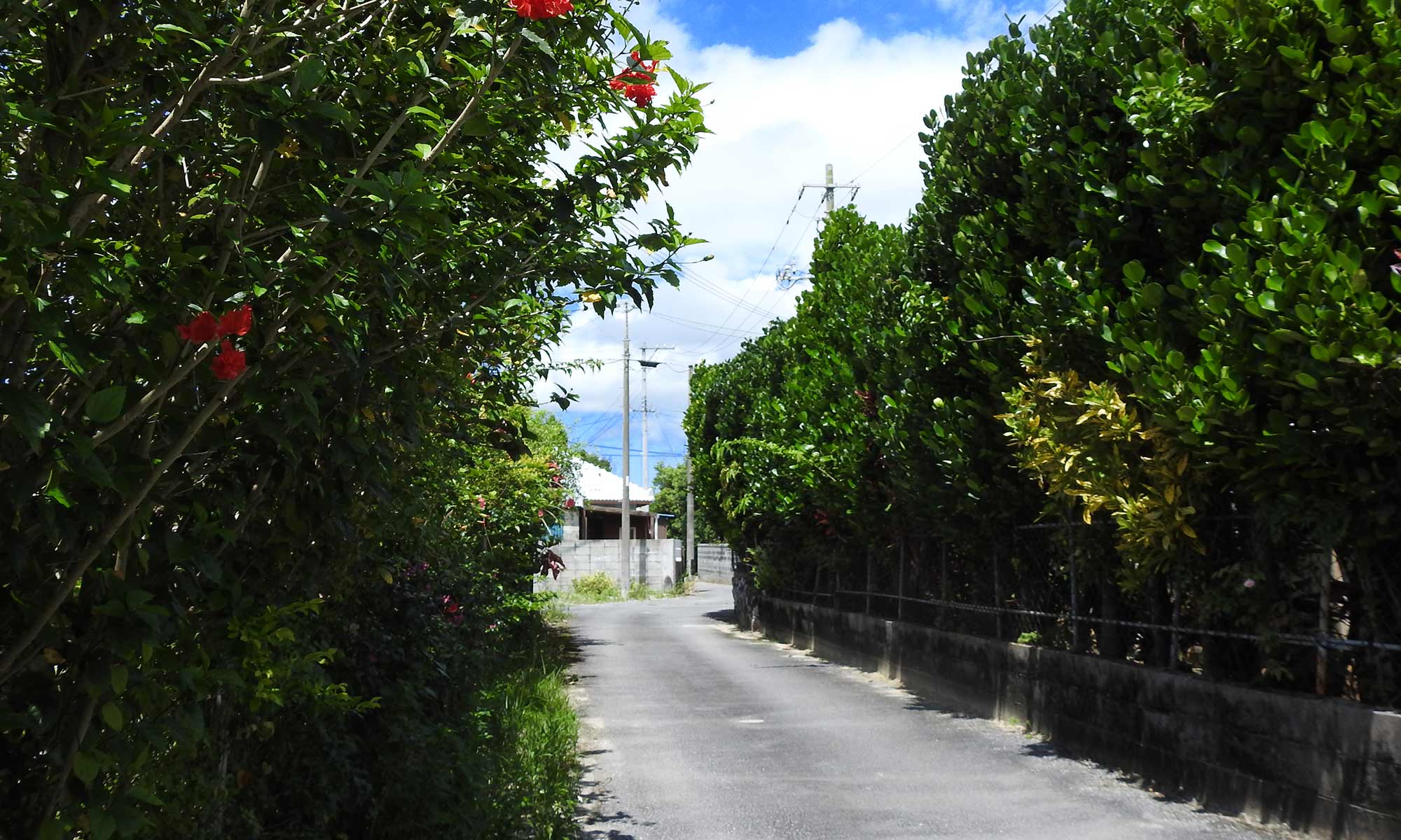 フクギ並木が続く集落